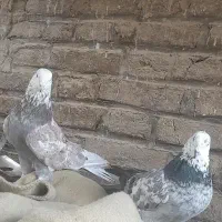 نروماده چینی