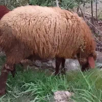 فروش گوسفند ماده|حیوانات مزرعه|شیرگاه, |دیوار