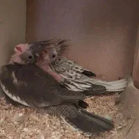 طوطی عروس هلندی جوجه وایتفیس و ایزابلا|پرنده|قزوین, |دیوار