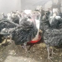 جوجه بوقلمون برنز 40 روزه