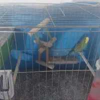 یک جفت مرغ عشق با کلیه تجهیزات