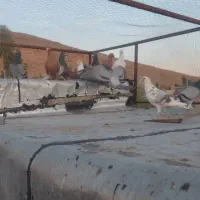 کبوتر شب بازی|پرنده|شیراز, تندگویان|دیوار