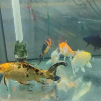 کوی نژاددار و کوی باله سوپر بلند و کوتاه|ماهی|پاکدشت, پاکدشت (مامازند)|دیوار