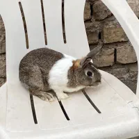 خرگوش نر فروشی