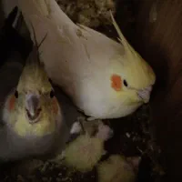 جفت عروس هلندی