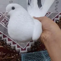 ‌کبوترلایلی پرشی ماده بشرط