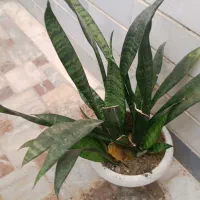 گل و گیاه|گل و گیاه طبیعی|سبزوار, پاسداران|دیوار