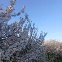 فروش-باغ
