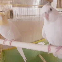 عروس هلندی جفت آماده تک سرلاکی