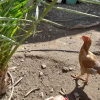 فروش حیوانات مزرعه در رودان