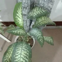 گل دیفین سرحال خوشگل