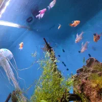 اکواریوم پلنت