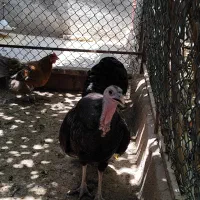 بوقلمون جفت