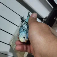 جوجه مرغ عشق