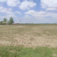 شالیزار