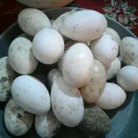 تخم غاز تازه نقطه دار درشت