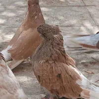 نر نوک قنار