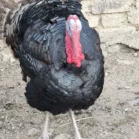 بوقلمون نر و ماده برنز