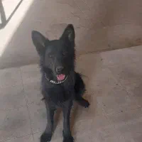واگذاری سگ ژرمن شپرد بلک اصل