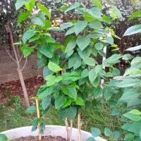 درخت شاه توت اصل