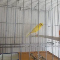 قناری  طلای قلمی