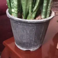 سانسوریا سبز