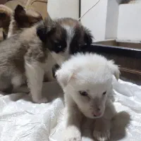 ۴عددسگ ماده ازنژاداشپیتز|سگ|اراک, |دیوار