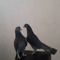 کفتر پررشی|پرنده|ایوان, |دیوار