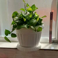 انواع گلدان‌های طبیعی سانسوریا پتوس قاشقی|گل و گیاه طبیعی|قم, شهدا|دیوار