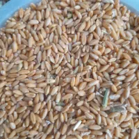 گندم باران دیمی