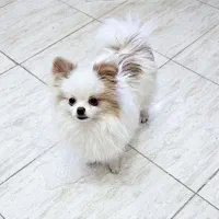 پامر خرسی نر پامرانین عروسکی