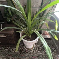 گل طبیعی پاندانوس|گل و گیاه طبیعی|مشهد, بلال|دیوار