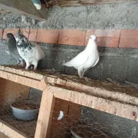 کبوتر تک پر