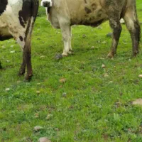 گاو باگوساله نر