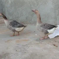 یک جفت غوغاز