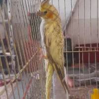 عروس هلندی