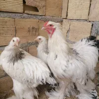 برهما کلمبین لایت