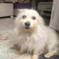 سگ پامر اشپیتز