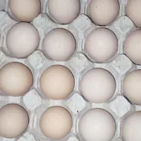 تخم نطفه دار ضمانتی