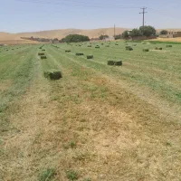 یونجه تمیز