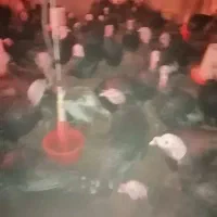 بوقلمون نر برنز اصل|حیوانات مزرعه|سقز, |دیوار