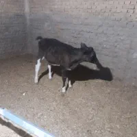 دو عدد گوساله نرو یکی ماده|حیوانات مزرعه|اردکان, |دیوار