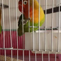 طوطی برزیلی|پرنده|شیراز, امام حسین|دیوار