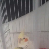 یک عروس هلندی گم شده نر