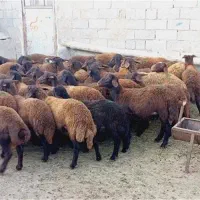 فروش گوسفندزنده باقصاب و باسکول دیجیتال