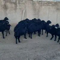 هفت عدد قوچ شیش دونگ به فروش میرسد|حیوانات مزرعه|چاراویماق, |دیوار