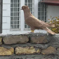 چند عدد کبوتر رنگی آس