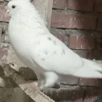 بدون عیب ایراد|حیوانات|نقده, |دیوار