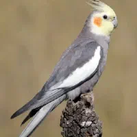 عروس هلندی peida shode