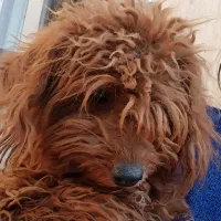 واگذاری پودل ماده وارداتی